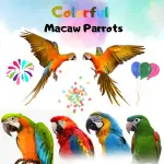 Colorful Macaw Parrots