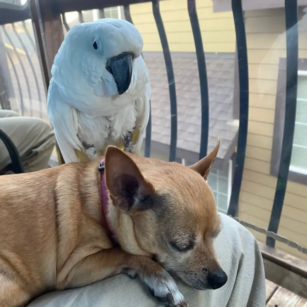 Do Parrots Get Along With Other Pets