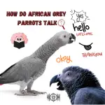 How do african grey parrots talk