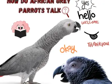 How do african grey parrots talk