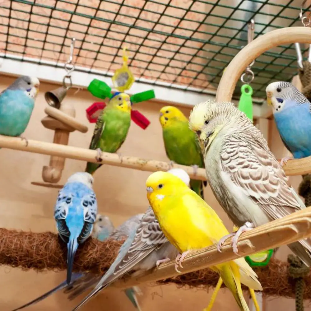 How many parrots can live