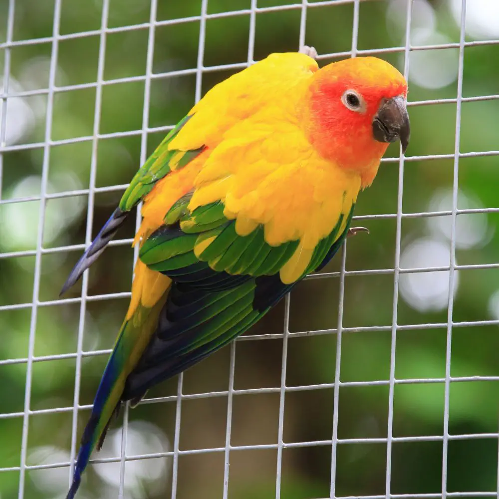How to tame a sun conure