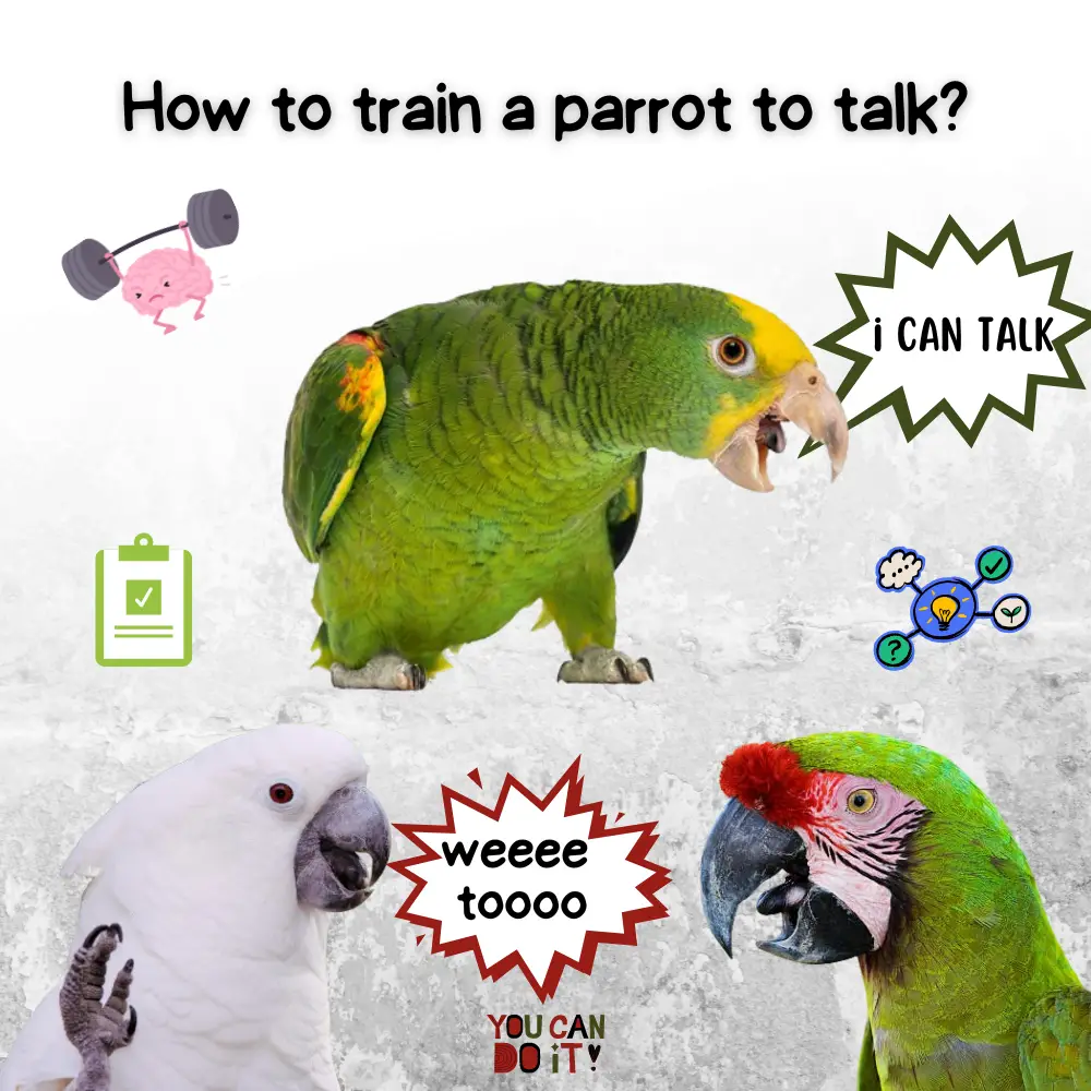 How to train a parrot to talk