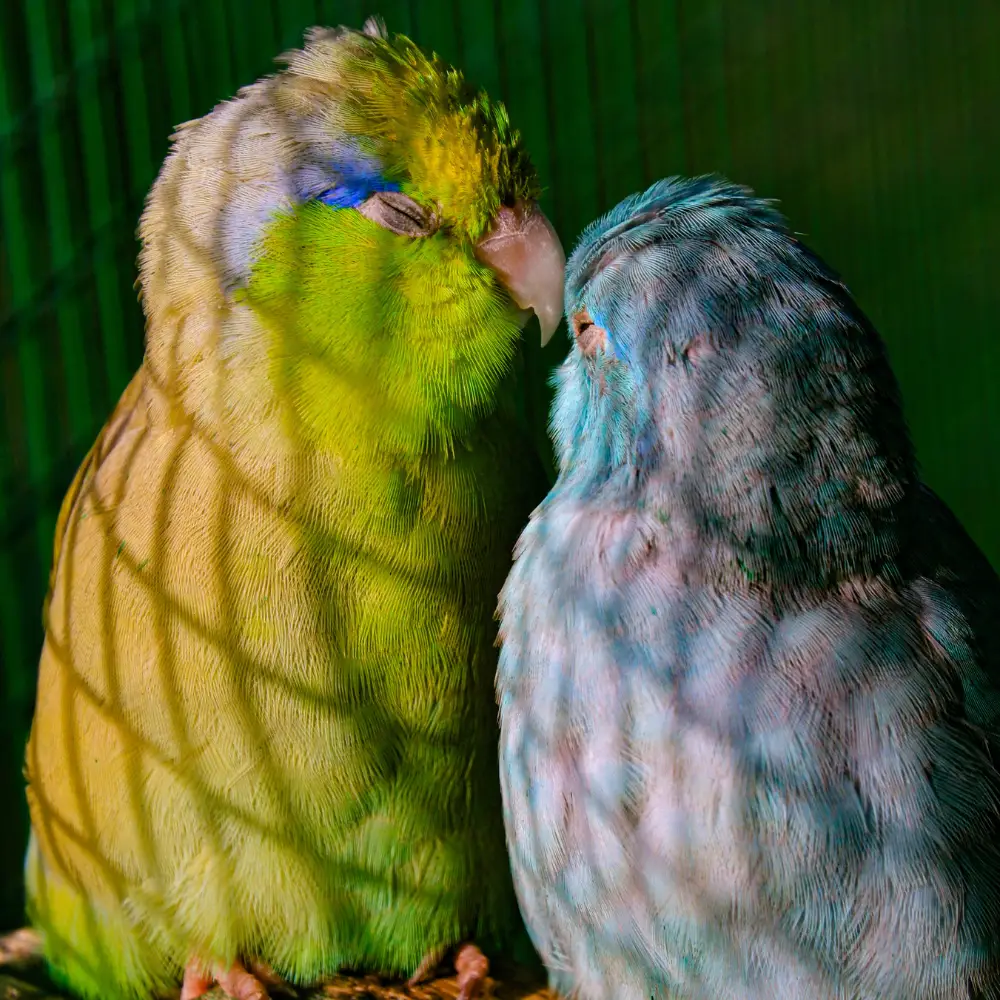Parrotlet breeding