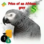 Price of an african grey