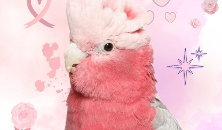 Rose-breasted cockatoo