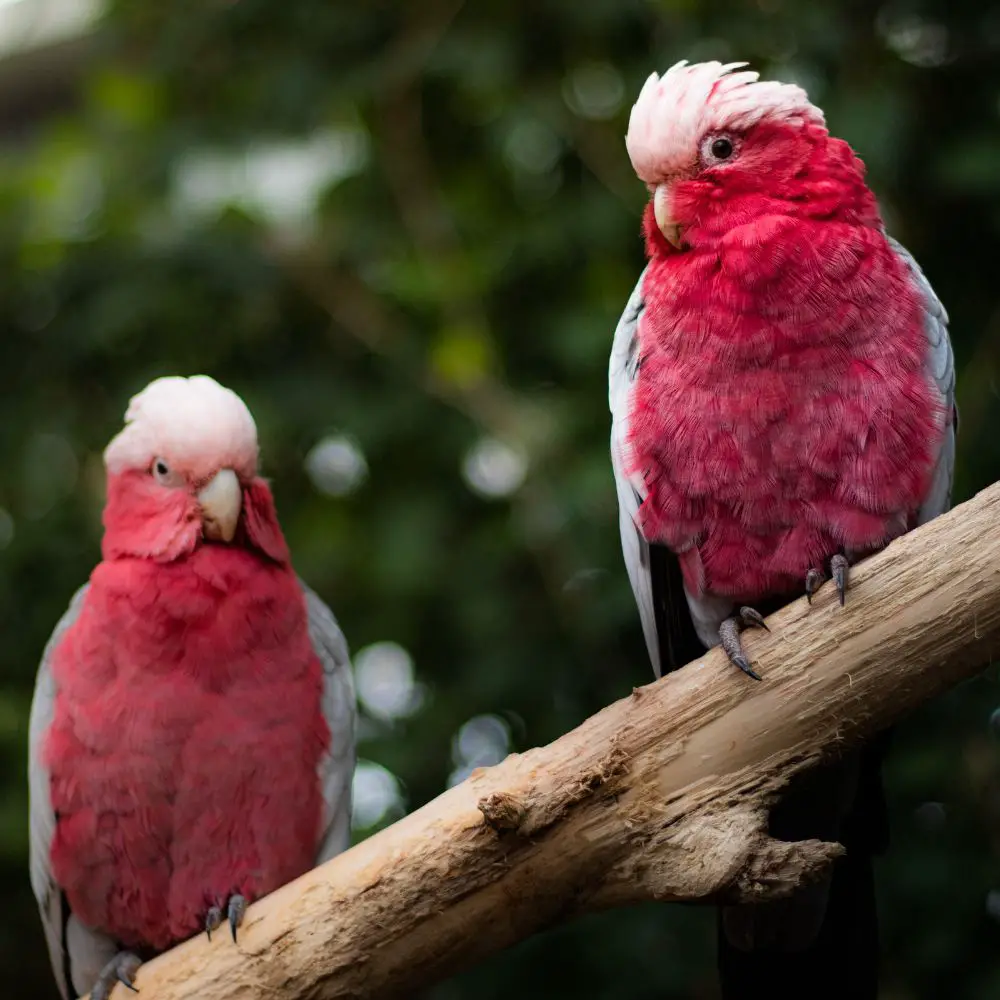 Rose breasted cockatoo breeding