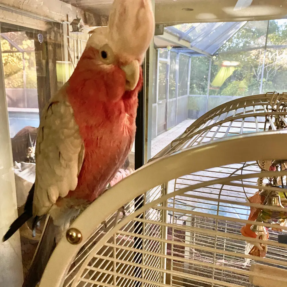 Rose breasted cockatoo cage size