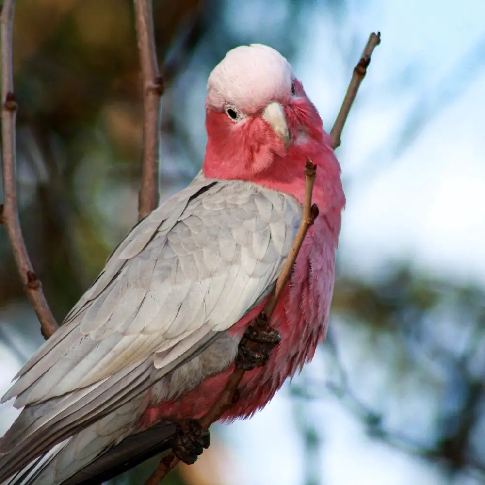 Rose breasted cockatoo personality