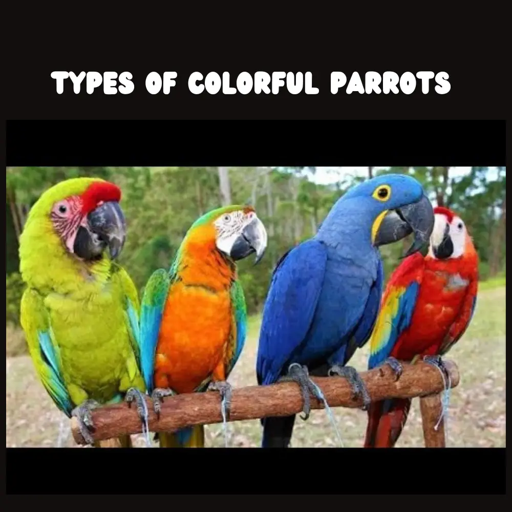 Types of colorful parrots