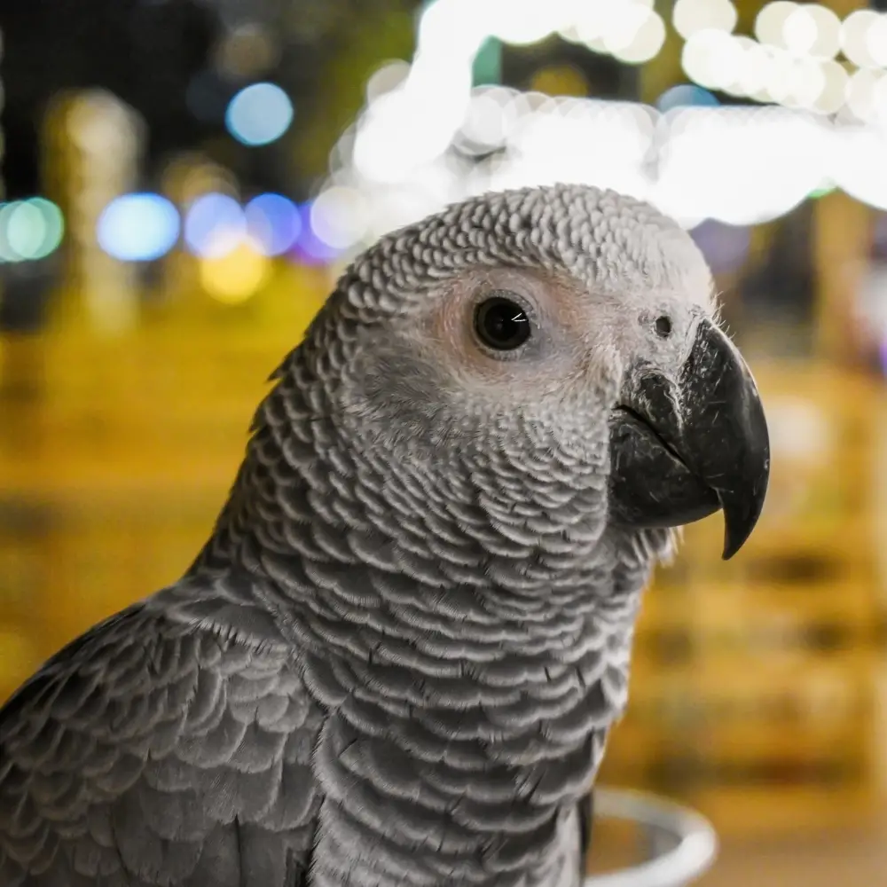 african grey cost