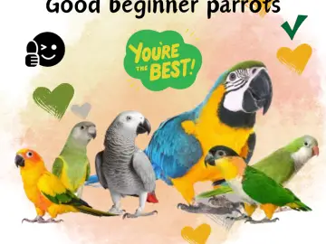 good beginner parrots