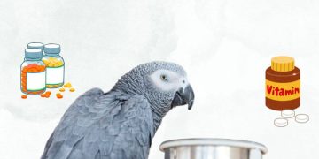 Parrot Vitamins