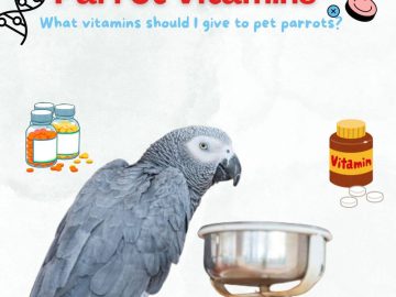 Parrot Vitamins