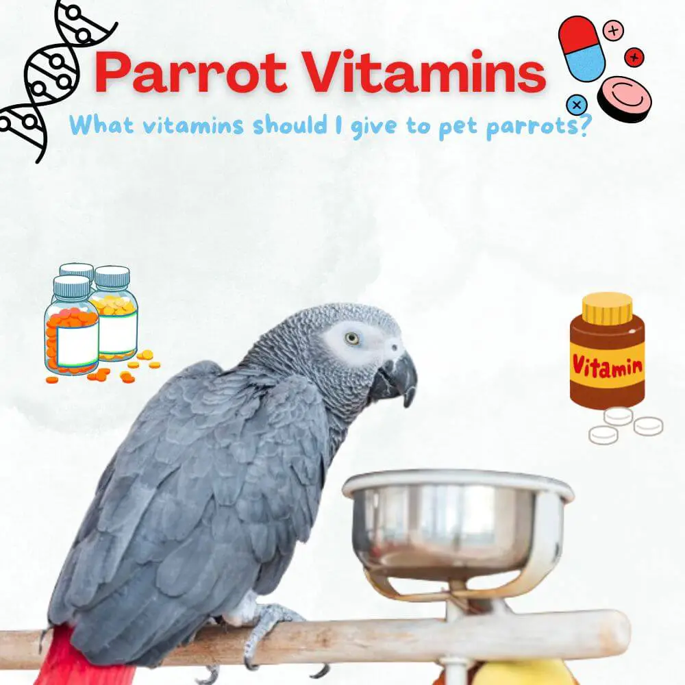 Parrot Vitamins